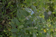 Ocimum americanum